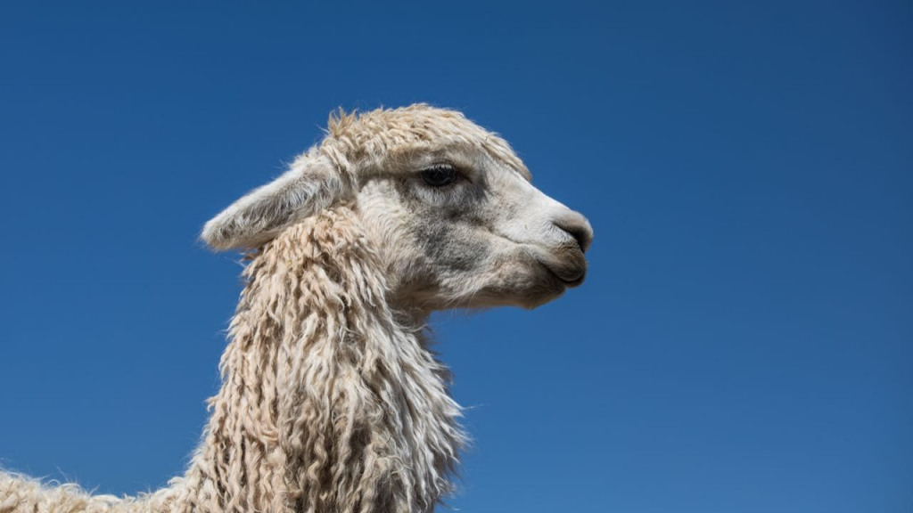 Llamas have resting smile faces