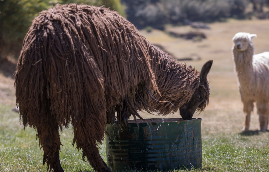 A long-haired llama drinking water