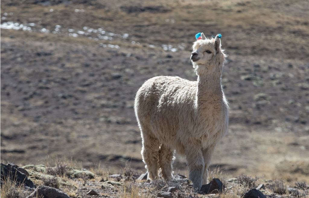 A fluffy llama pasturing near Arequipa