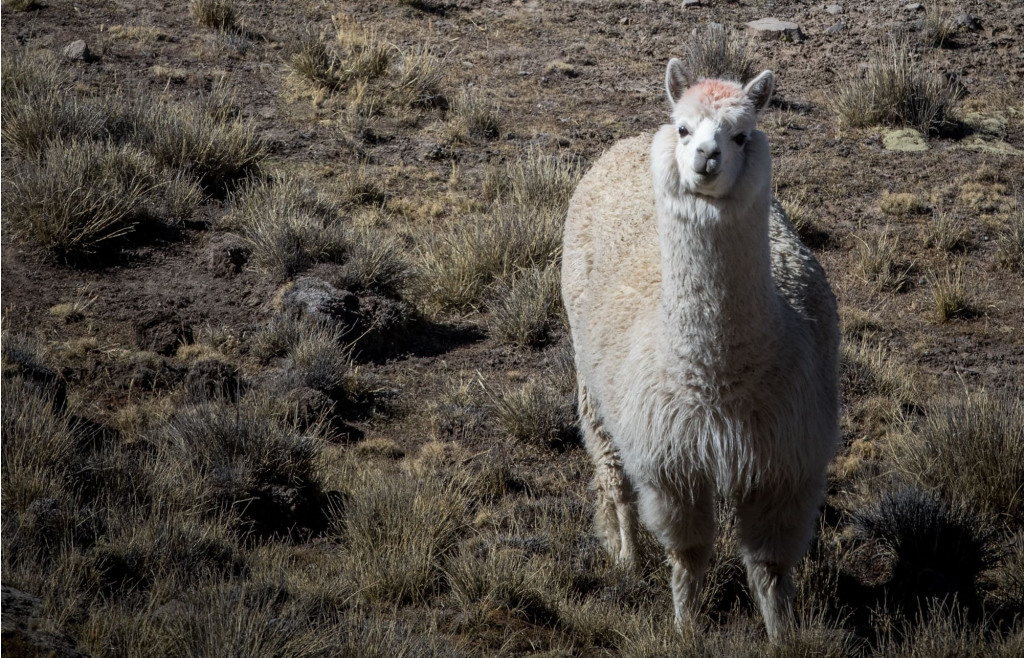 A sweet llama looking at the camera