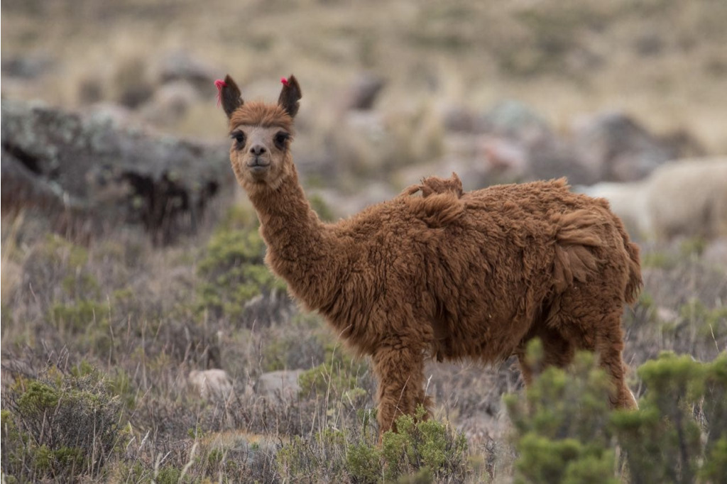 A baby llama grazing near Arequipa