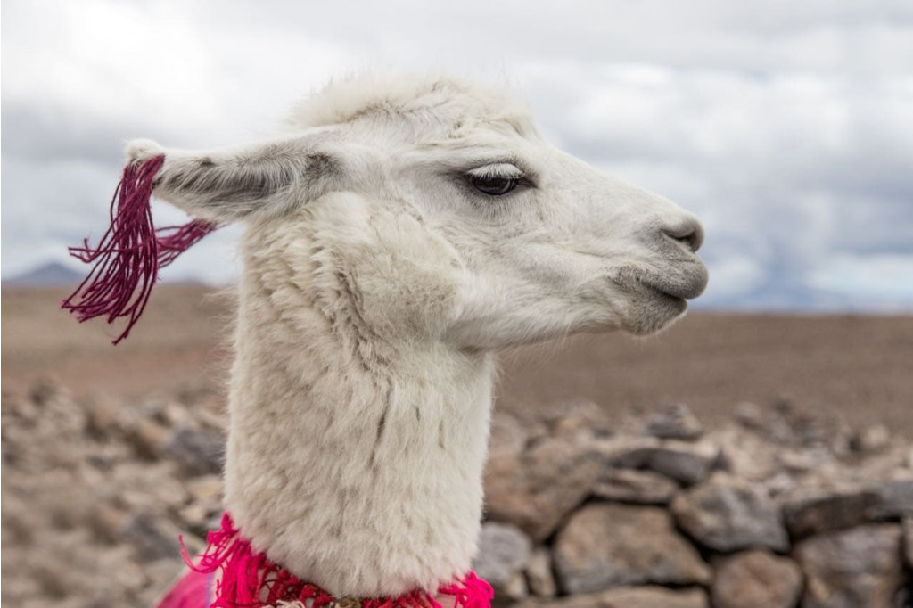 Gorgeous llama profile