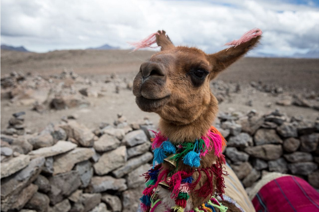A handsome llama
