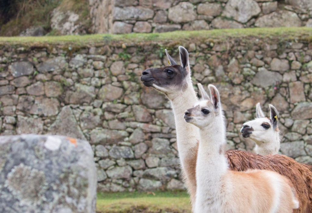 A group of llamas in Machu Picchu