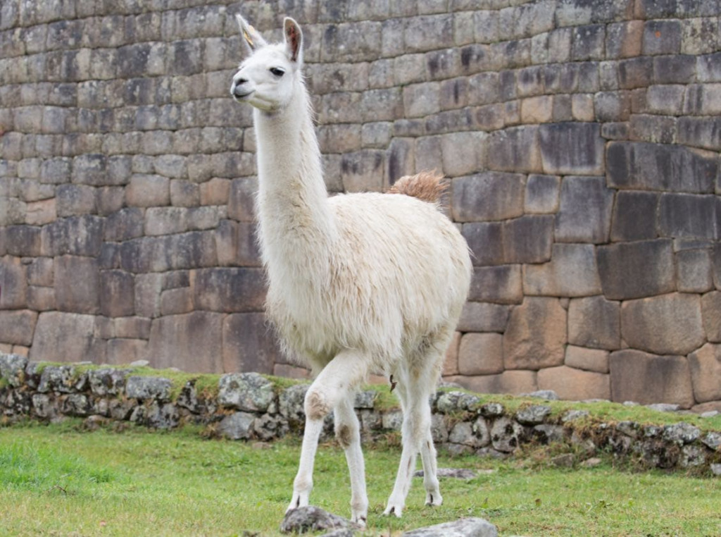 An elegant llama ready for the runway