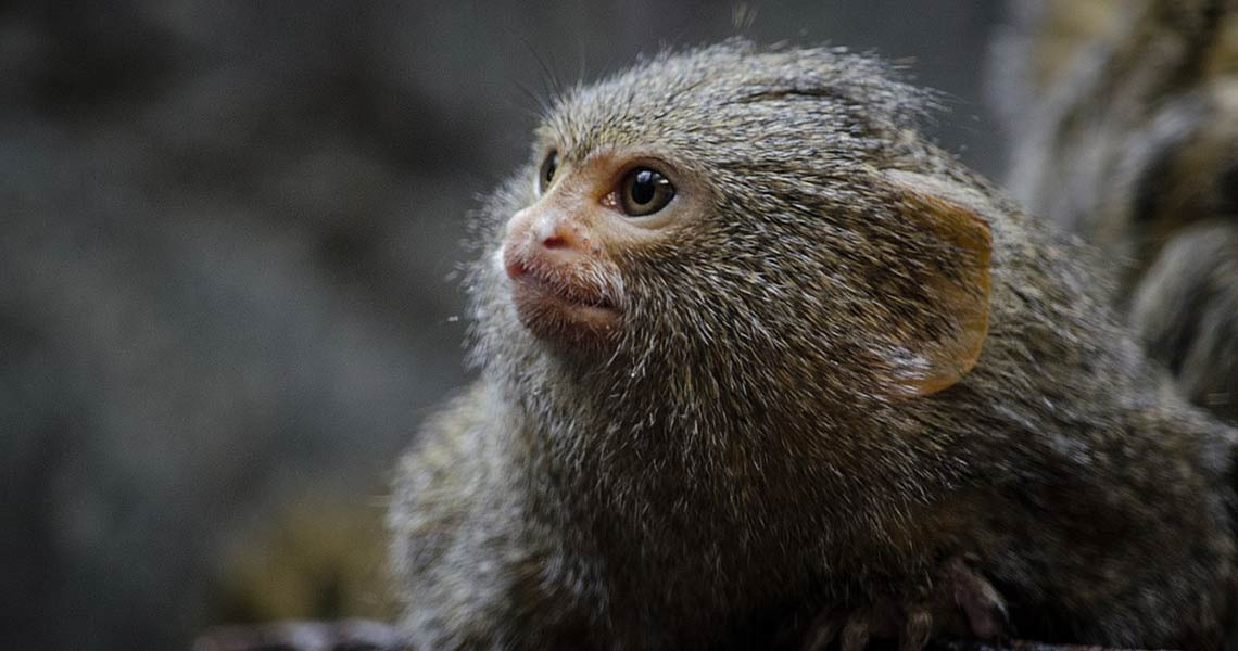 An 18-million-year-old hamster-sized monkey fossil was found in Peru ...