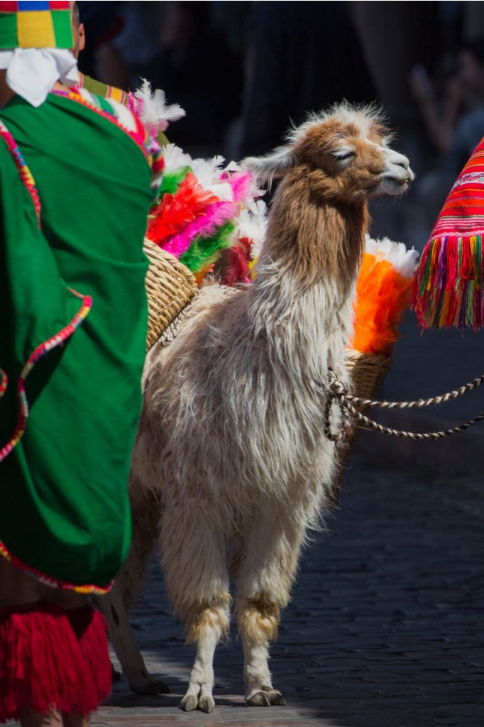 A chill llama in Cusco city during a festival.