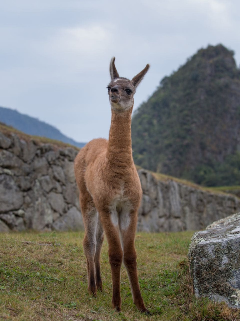 A baby llama in Machu Picchu